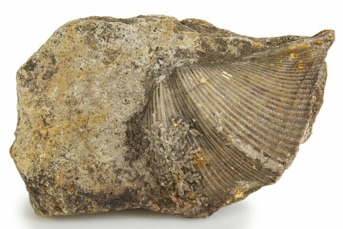 Fossil Brachiopod (Cyrtospirifer) - Russia #322160